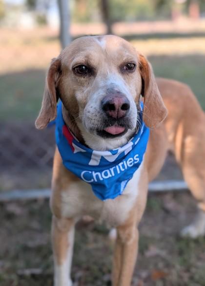 Hubba, Adoptable, Adult Male Hound & Mixed Breed.