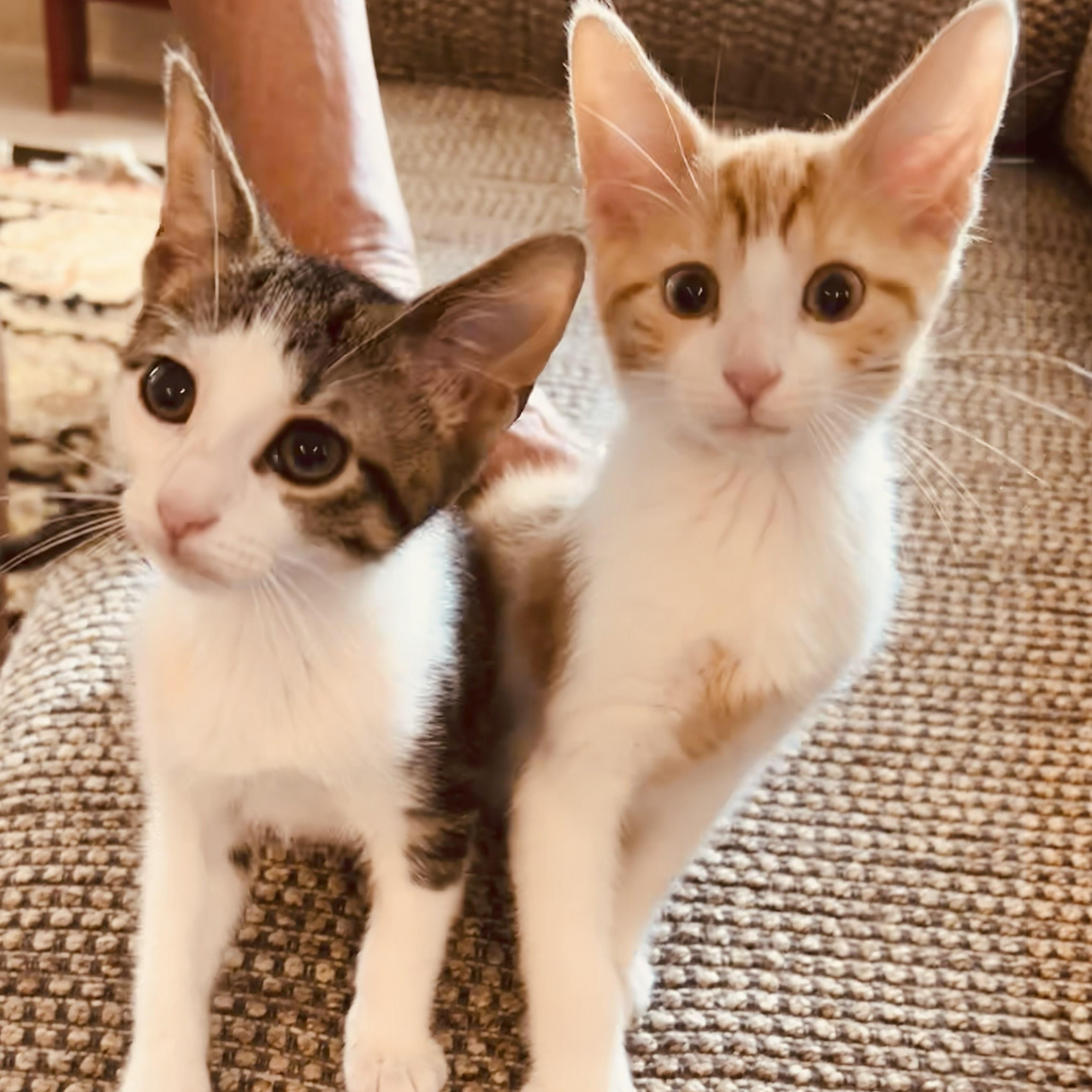 Tennessee & August