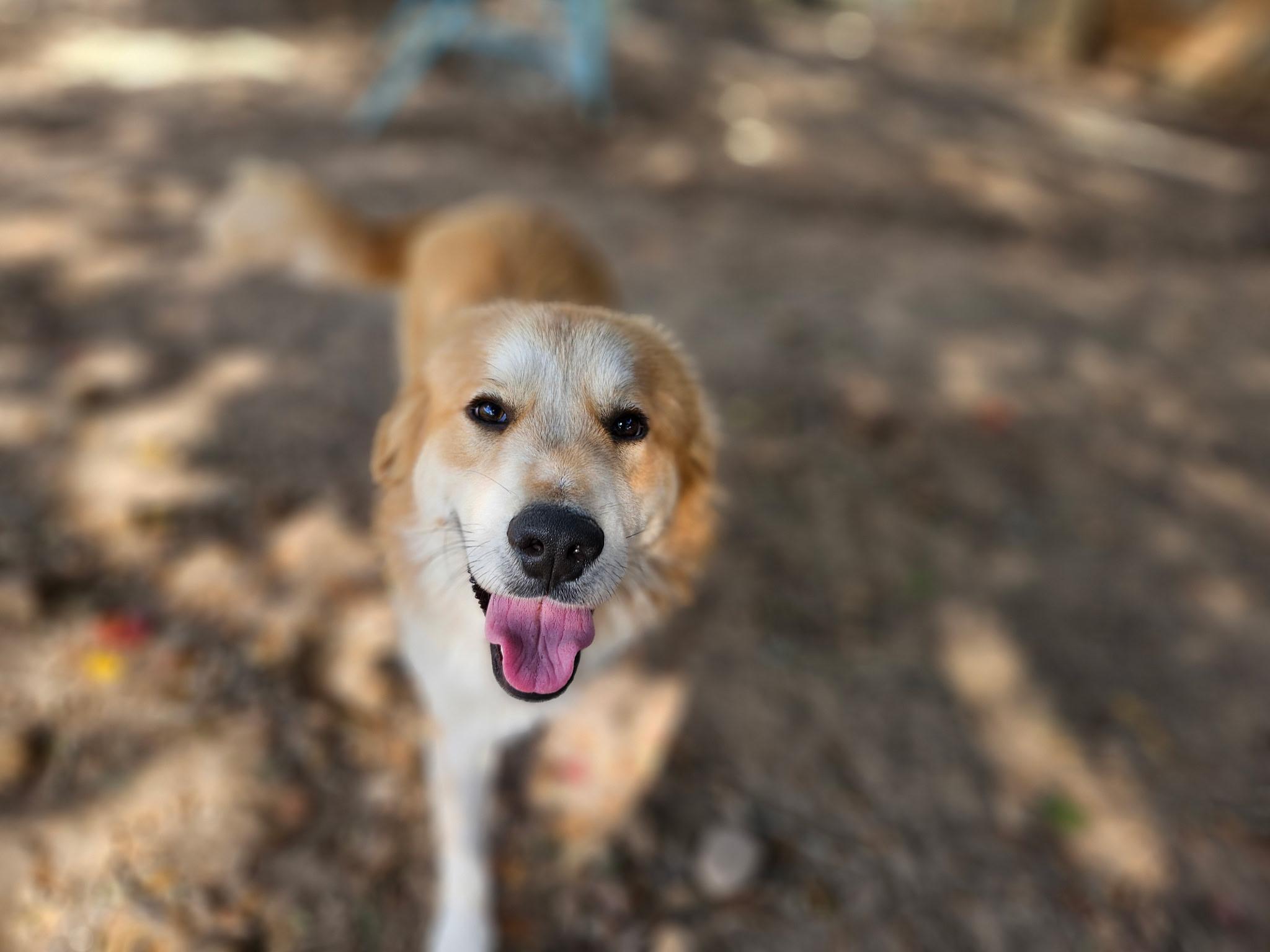 Possum-A Fluffy Cloud