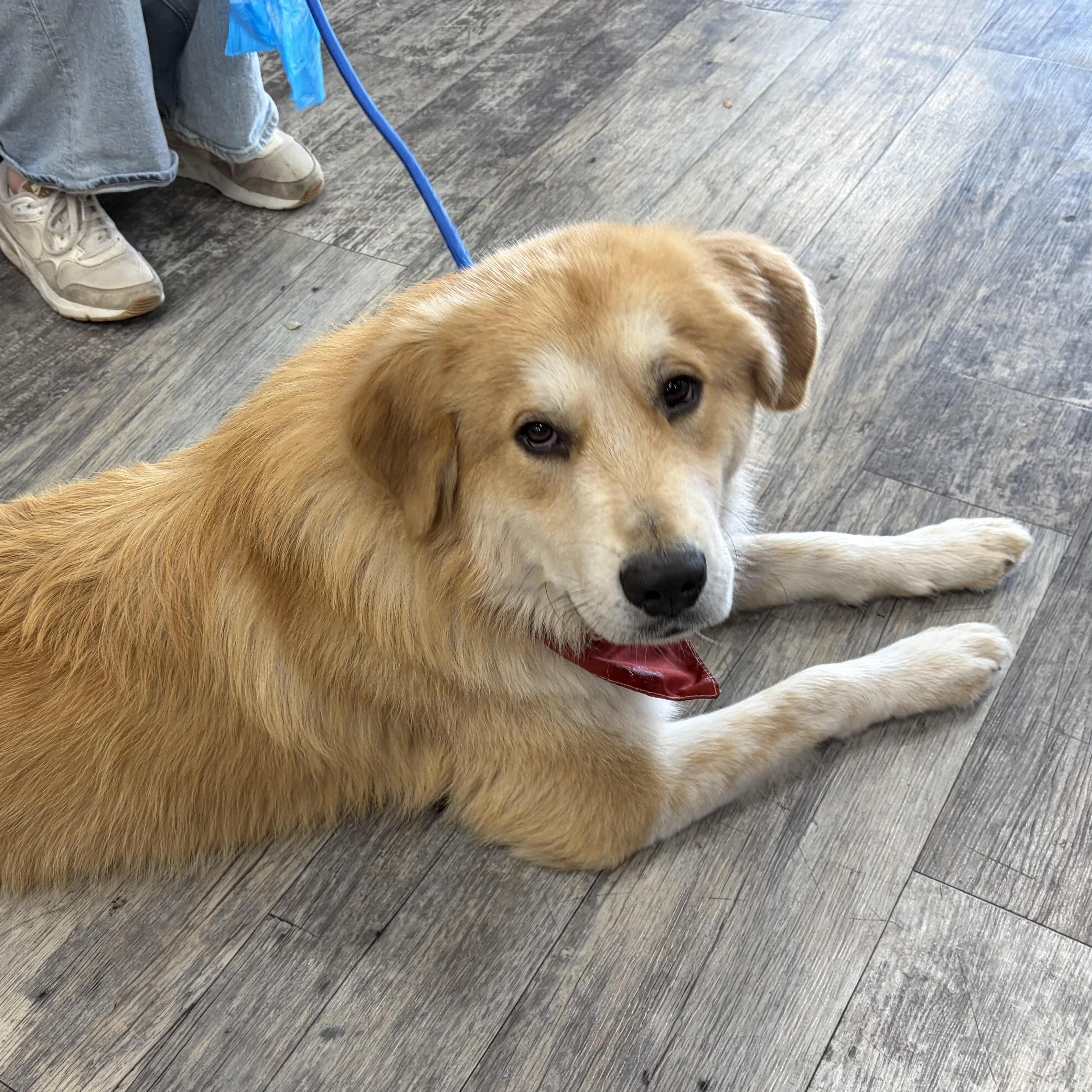 Possum-A Fluffy Cloud