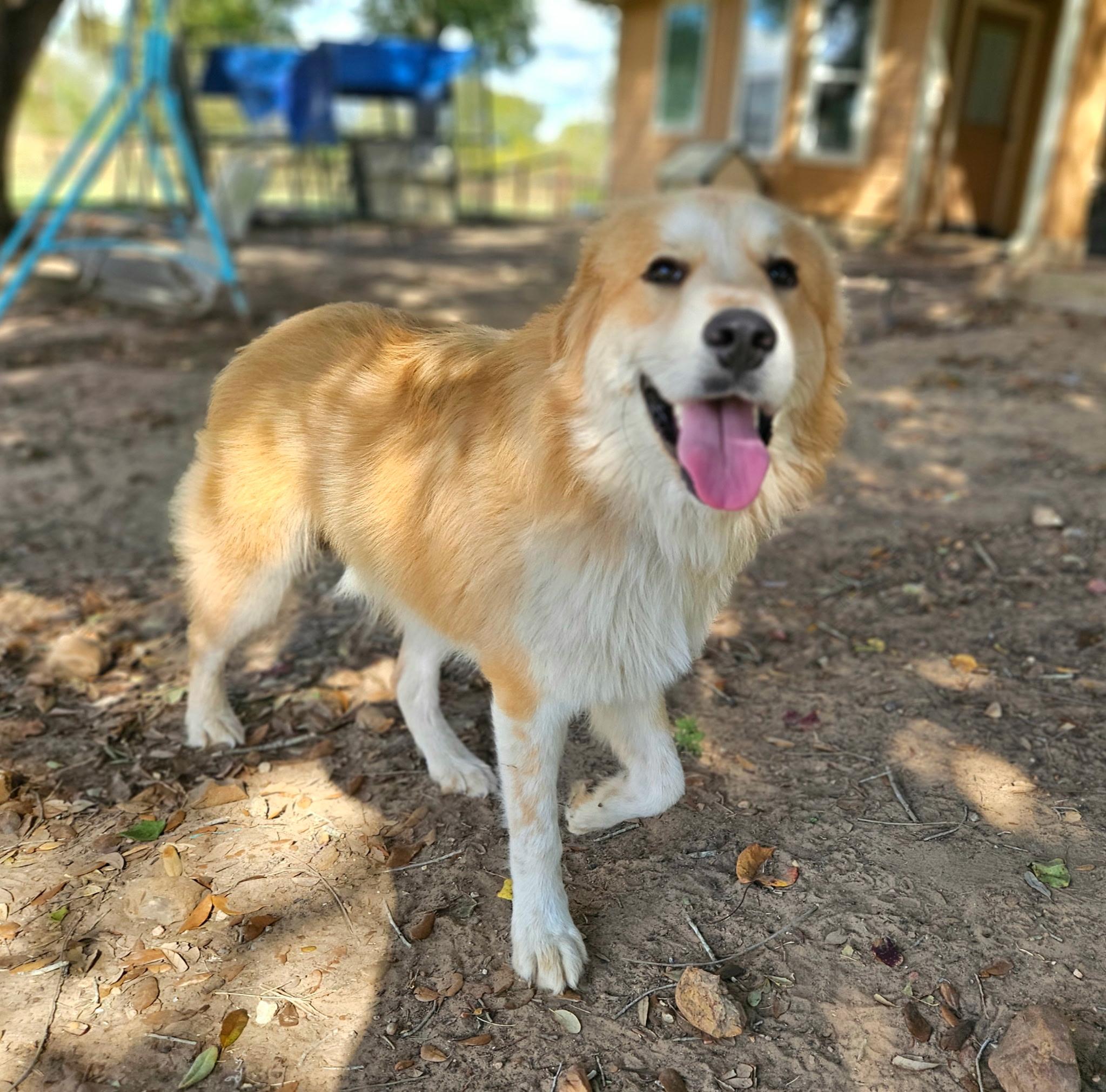 Possum-A Fluffy Cloud