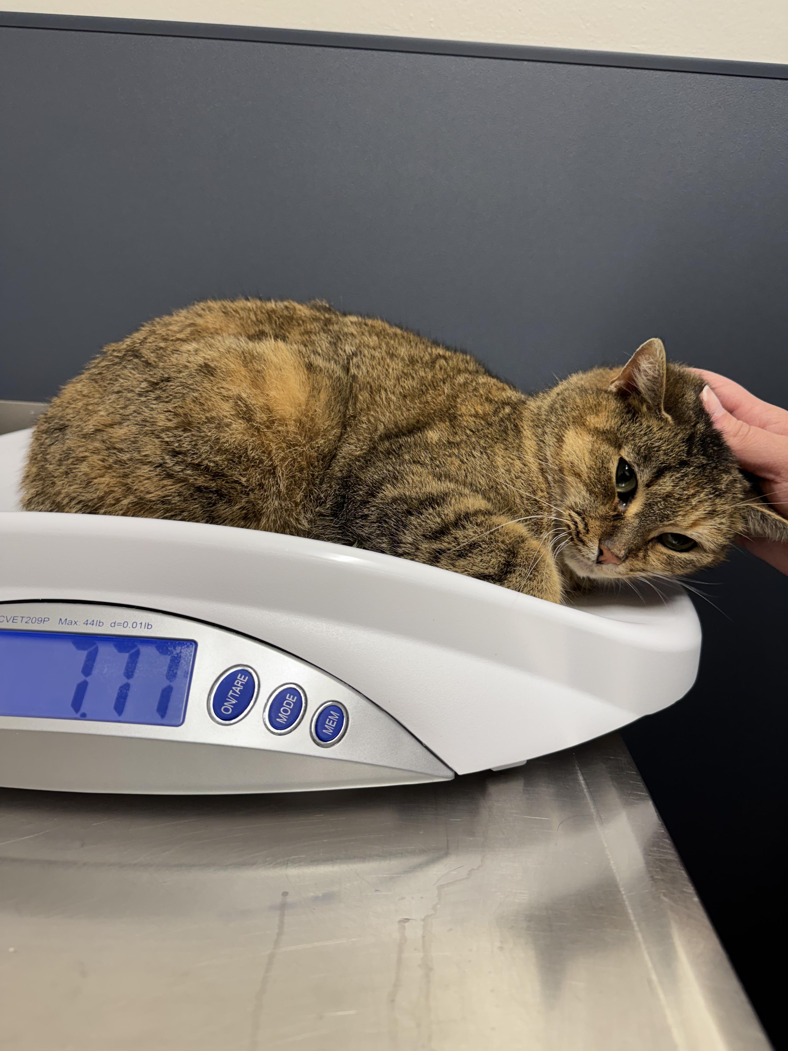 Lucy, ADOPTABLE, Adult Female Domestic Short Hair.