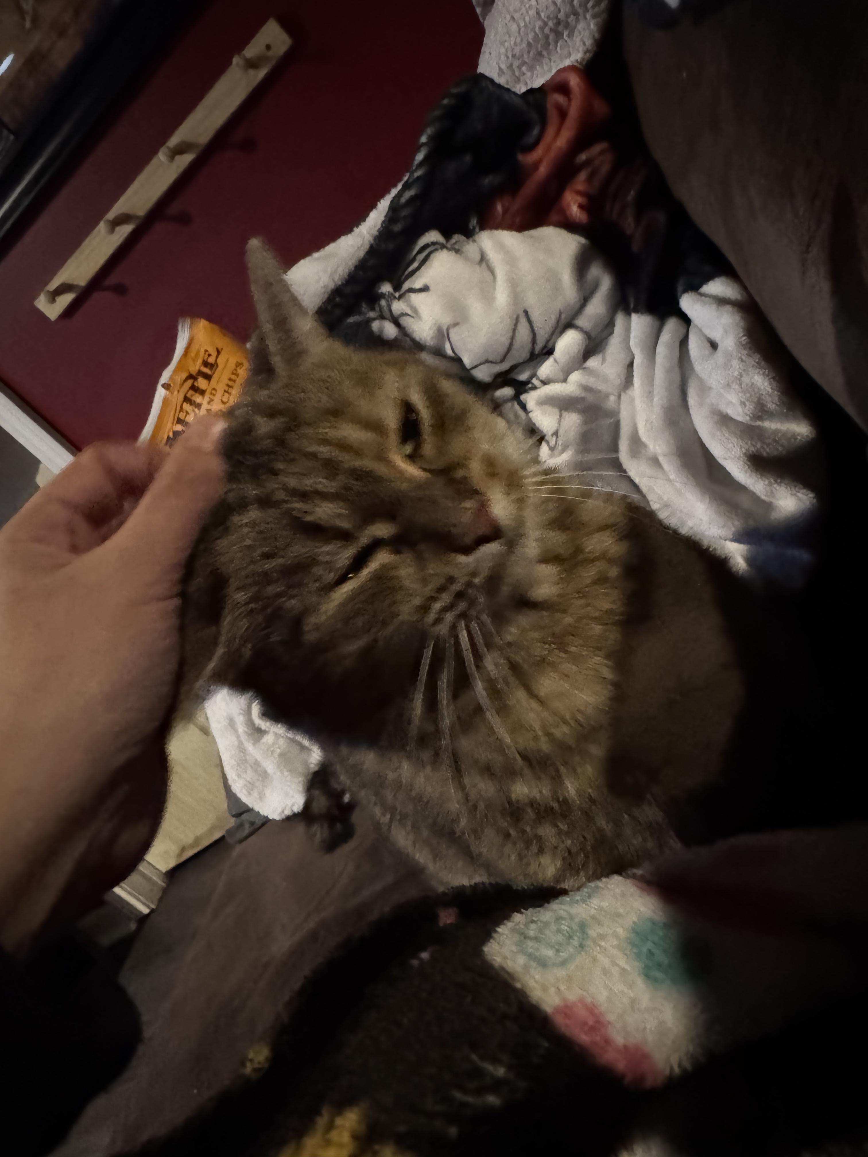 Enlarge Lucy, a ADOPTABLE Domestic Short Hair in Rochester, NY image 3/5