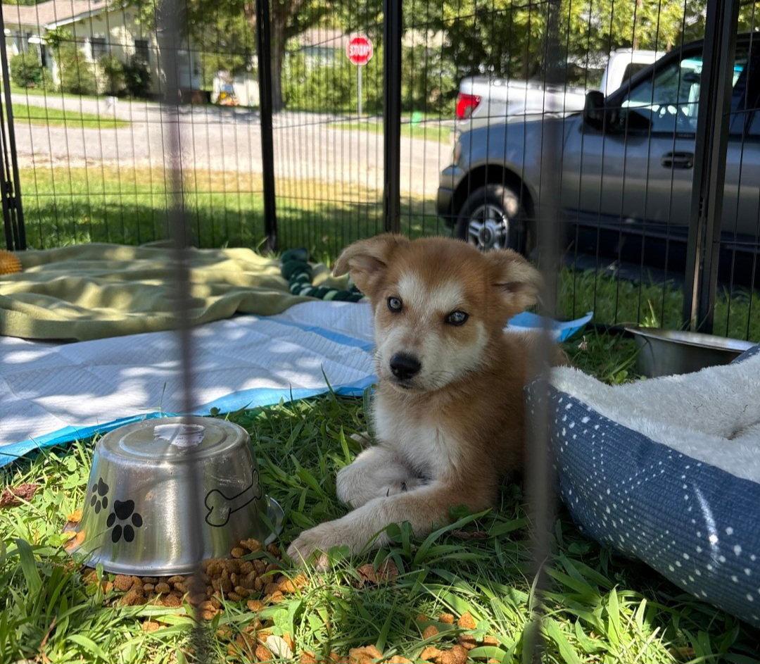 Bluey, Adoptable, Puppy Male Great Pyrenees & Husky.