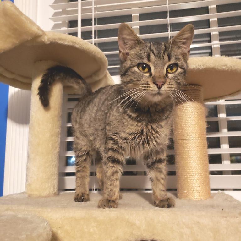 Lacey, Adoptable, Young Female Domestic Short Hair.