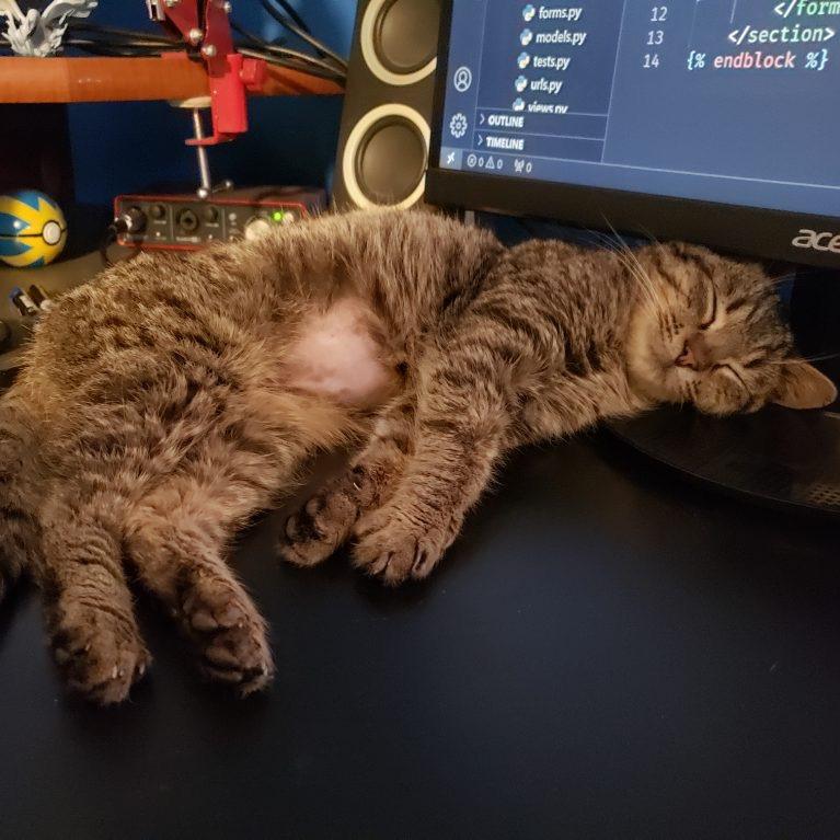 Enlarge Lacey, a Adoptable Domestic Short Hair in Huntsville, AL image 2/2