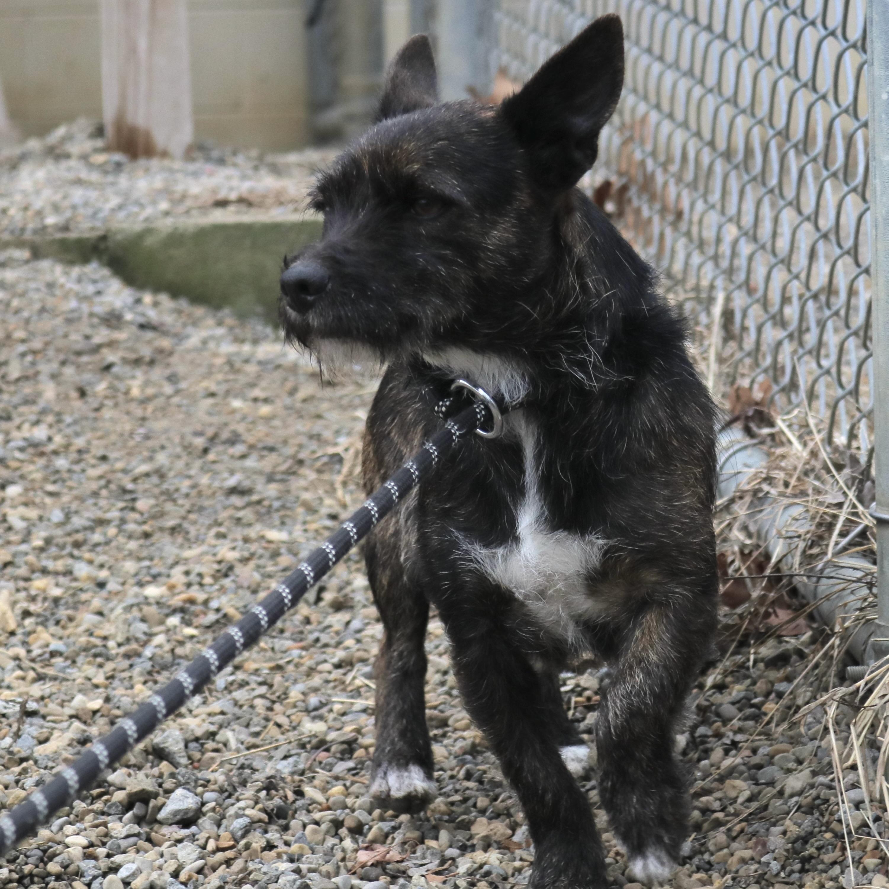 ANGEL, ADOPTABLE, Adult Female Terrier & Miniature Pinscher.