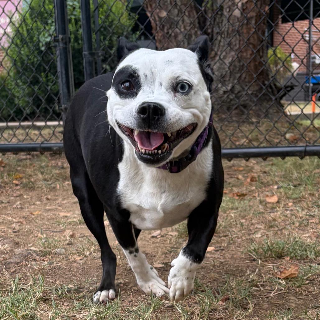 Blanche, Adoptable, Adult Female Boston Terrier & Pit Bull Terrier.