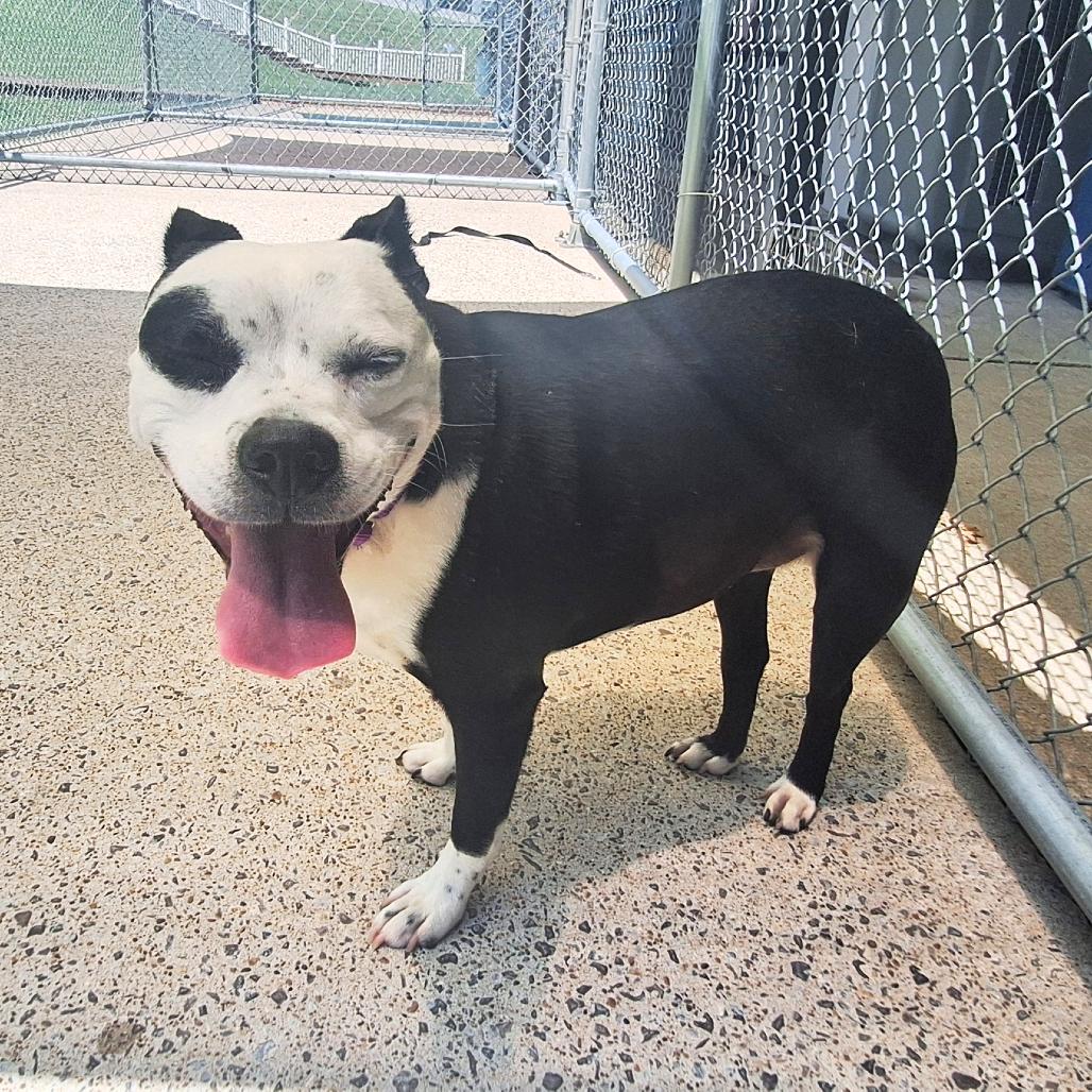 Enlarge Blanche, a Adoptable mixed breed in Nashville, TN image 2/6