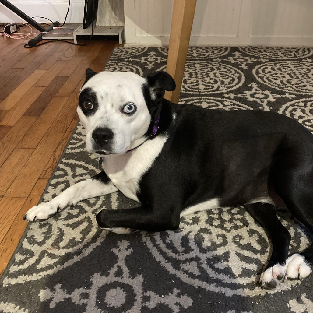 Enlarge Blanche, a Adoptable mixed breed in Nashville, TN image 3/6