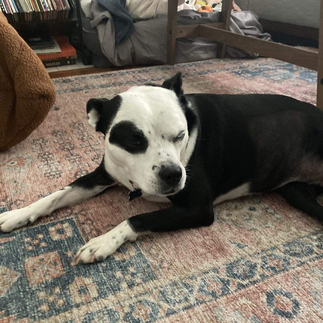Enlarge Blanche, a Adoptable mixed breed in Nashville, TN image 4/6