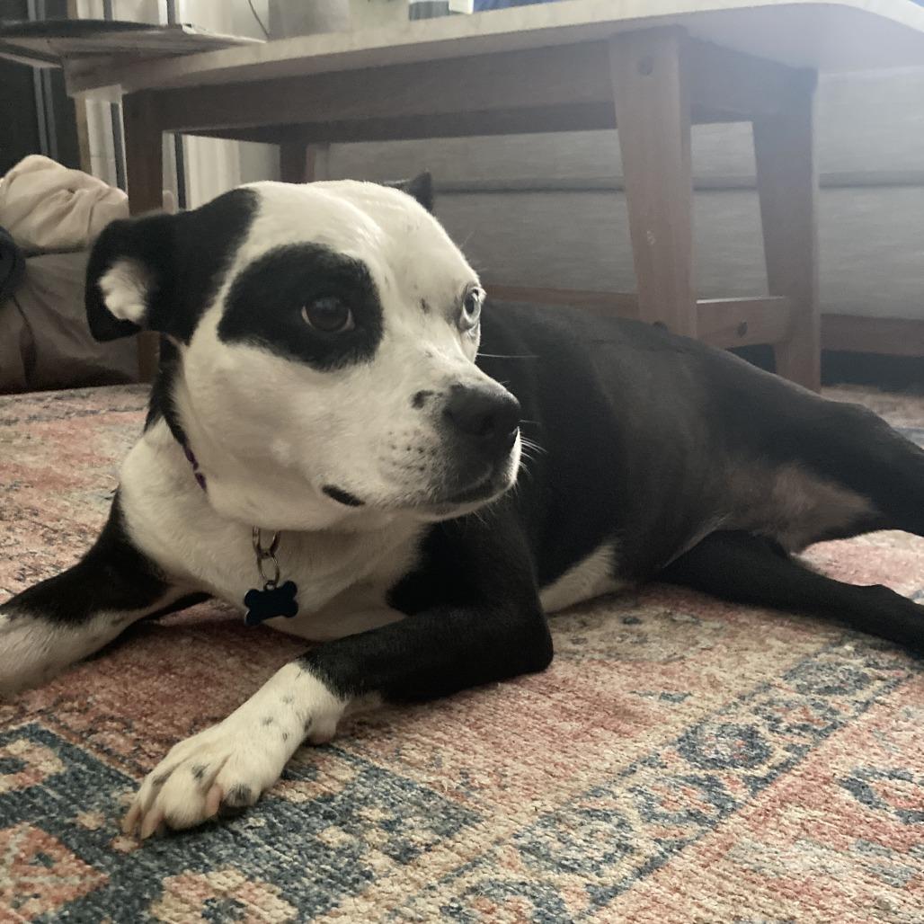 Enlarge Blanche, a Adoptable mixed breed in Nashville, TN image 5/6