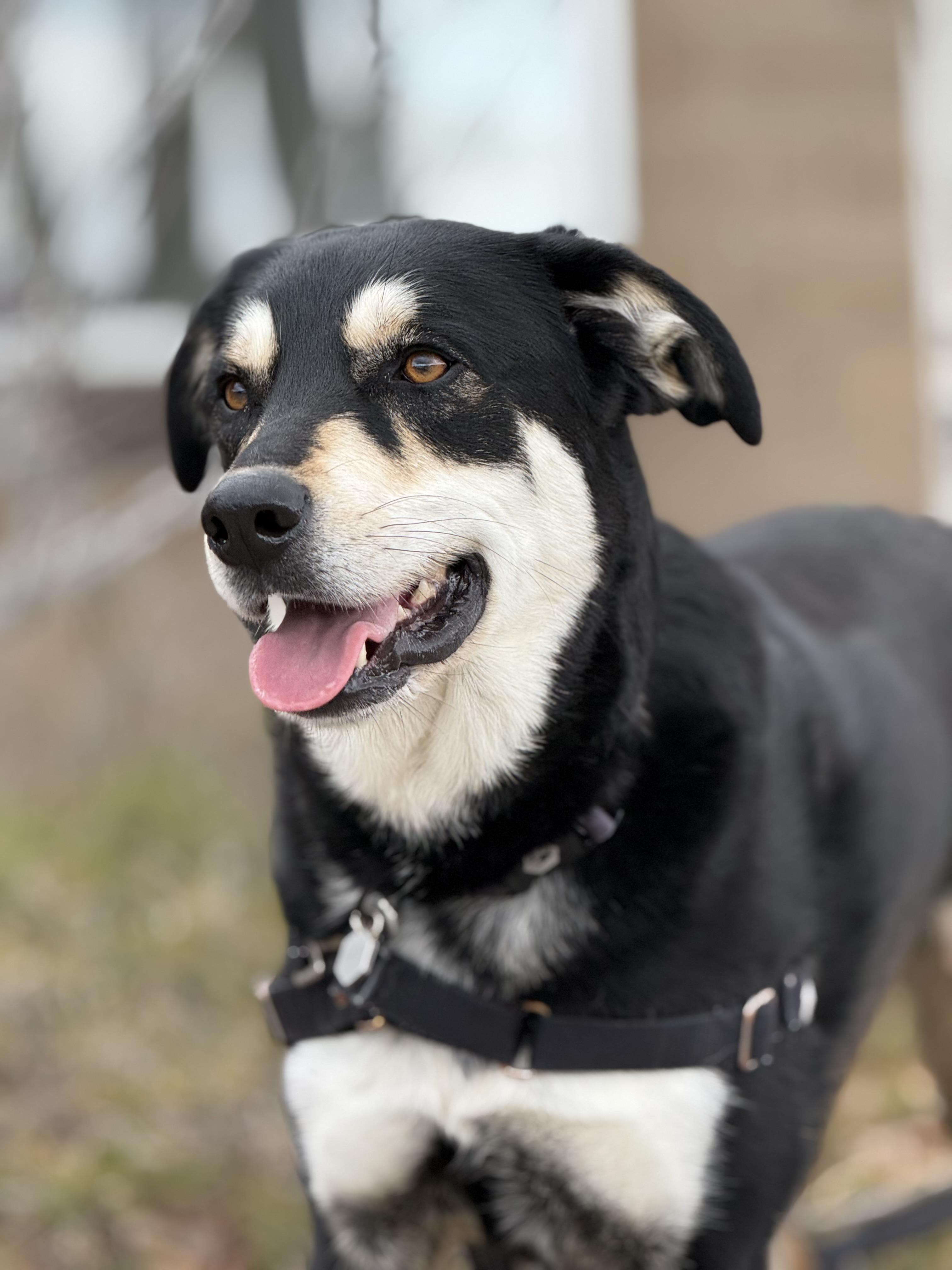 Enlarge Ben, an adoptable mixed breed in Eagle, CO image 2/6