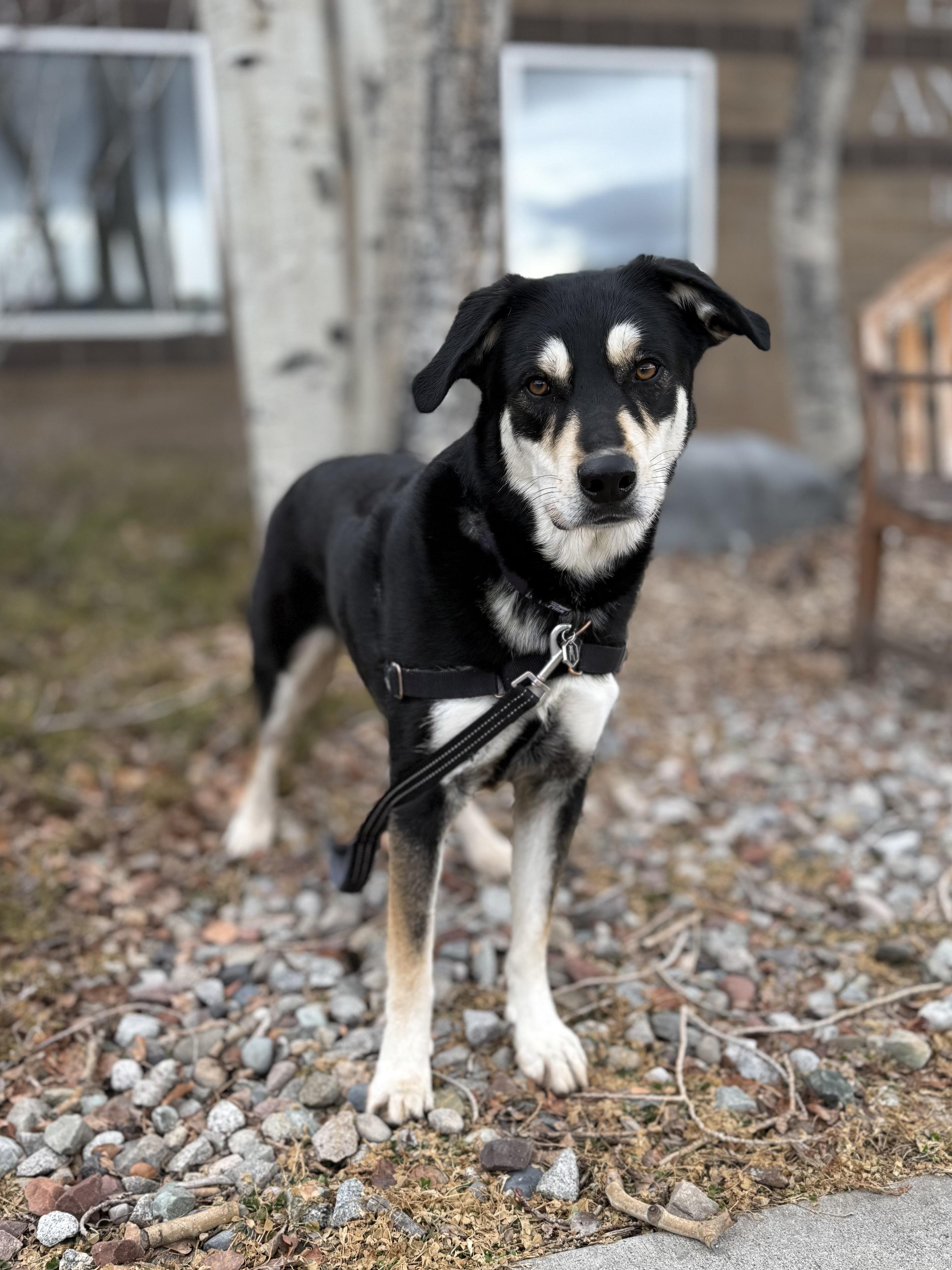 Enlarge Ben, an adoptable mixed breed in Eagle, CO image 5/6