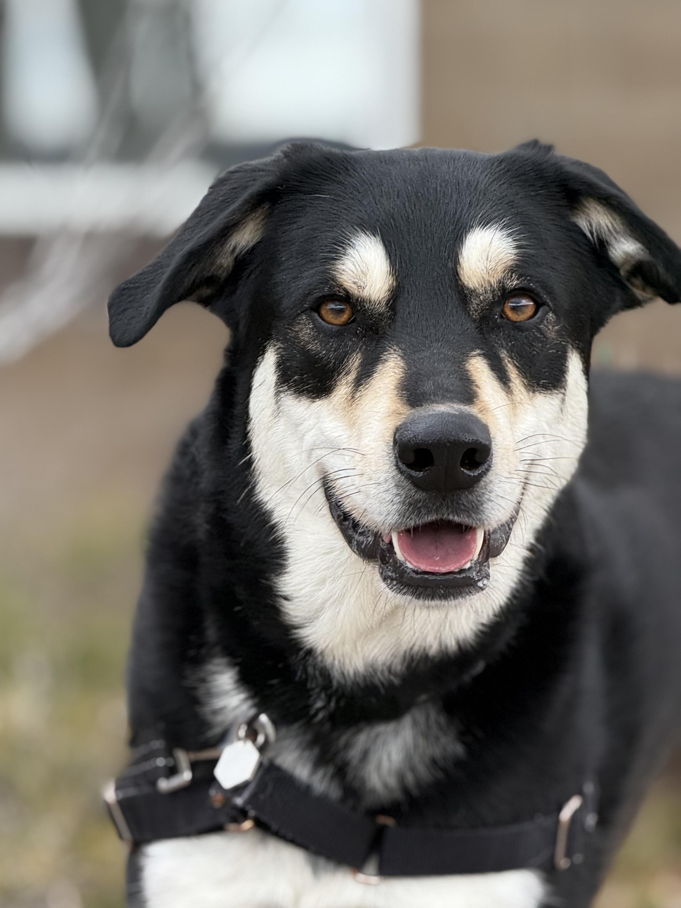Enlarge Ben, an adoptable mixed breed in Eagle, CO image 1/6