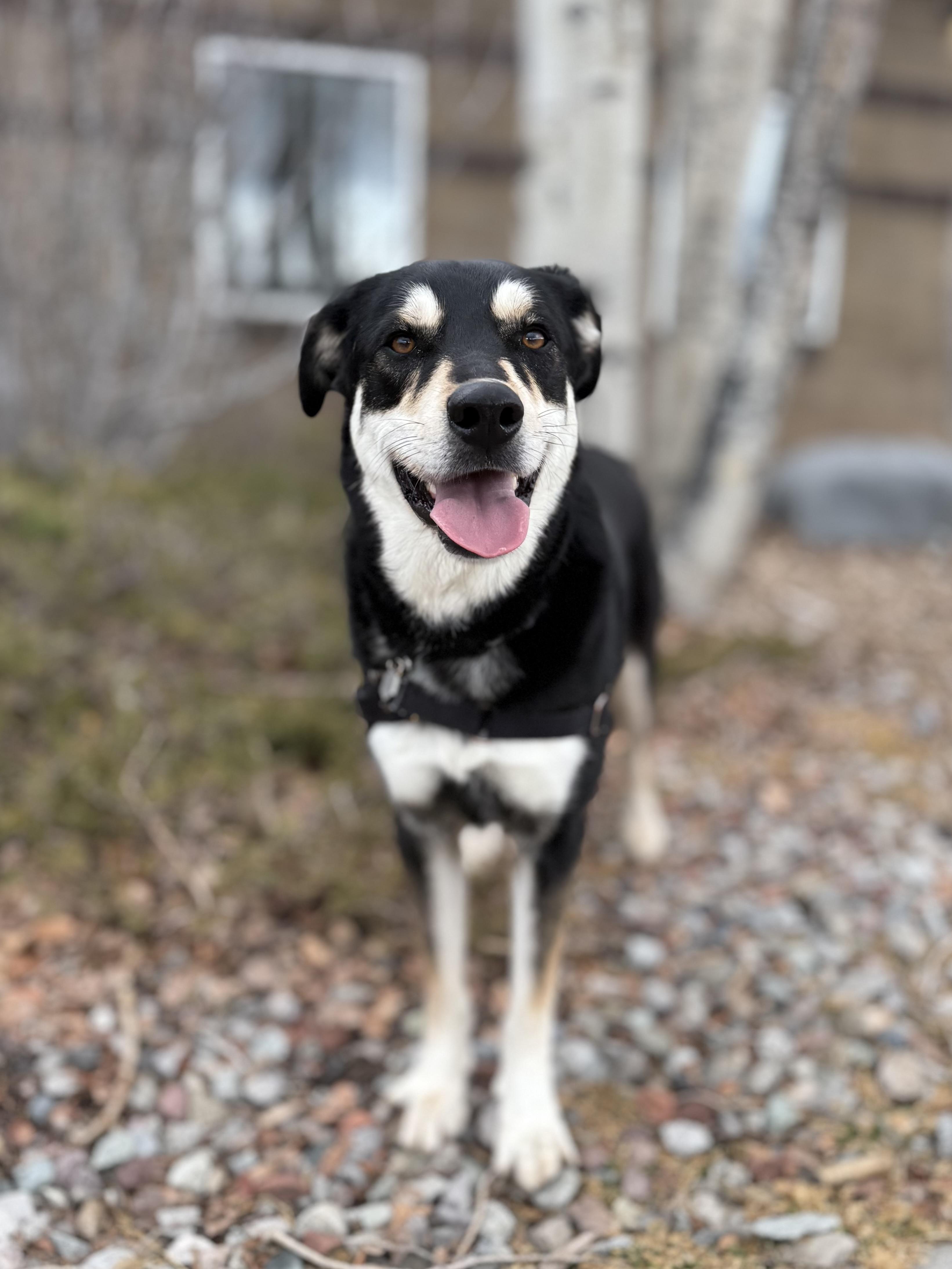 Enlarge Ben, an adoptable mixed breed in Eagle, CO image 4/6