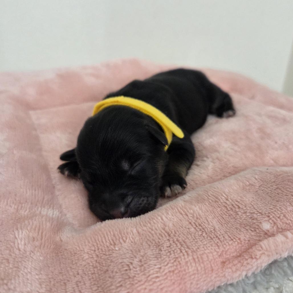 Hyacinth, a Adoptable mixed breed in Taylor, MI image 2/4