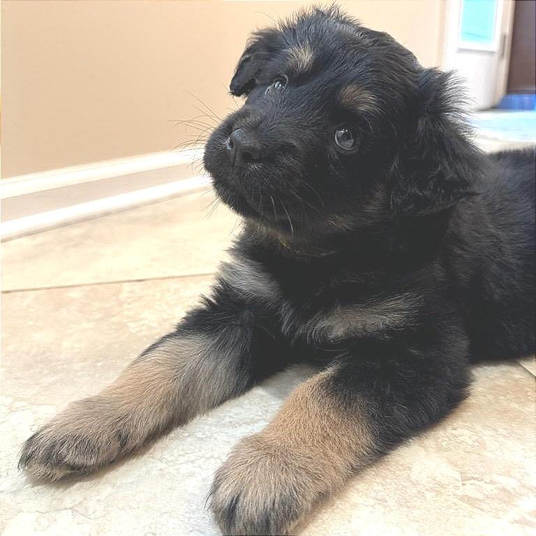 Hyacinth, a Adoptable mixed breed in Taylor, MI image 1/4