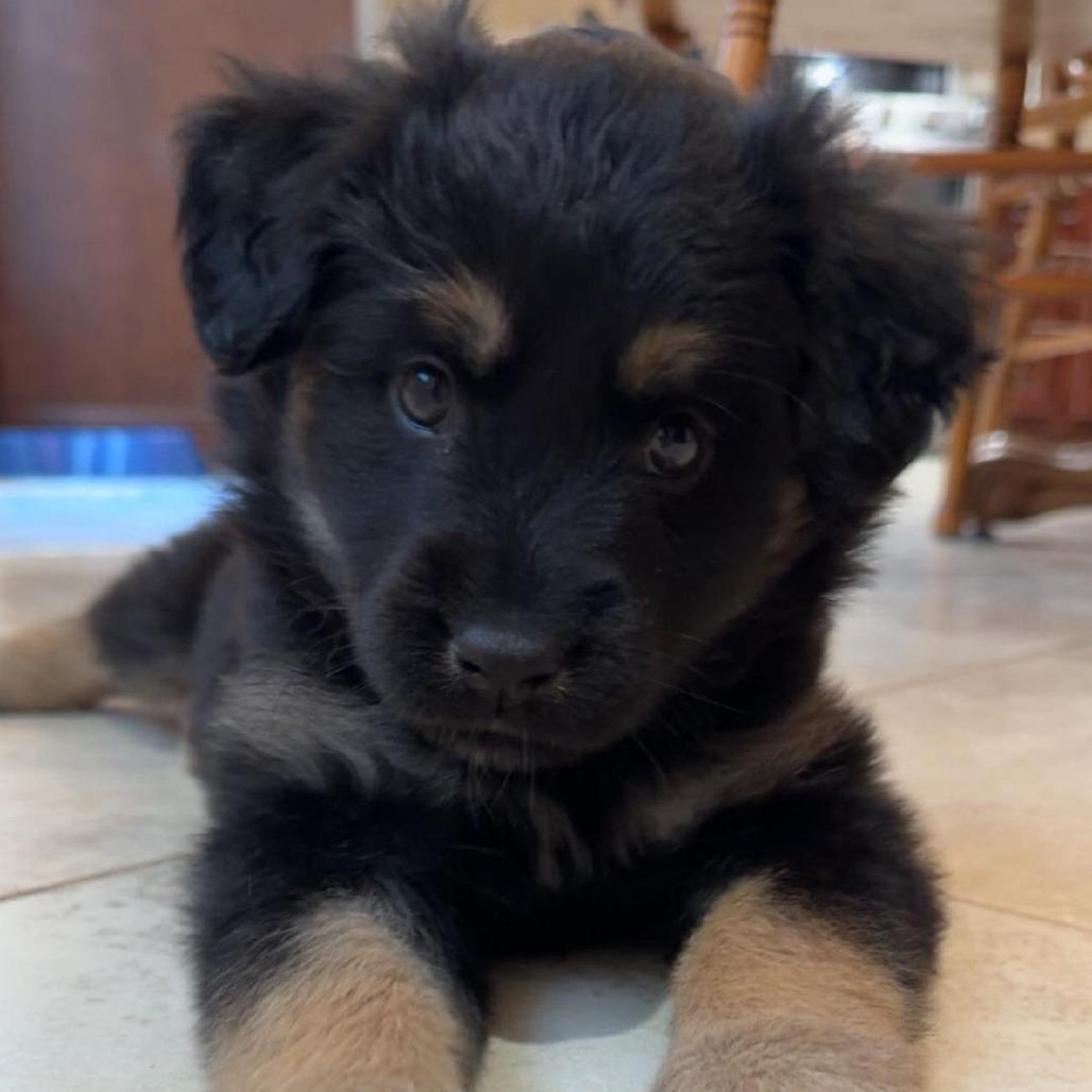Hyacinth, a Adoptable mixed breed in Taylor, MI image 3/4