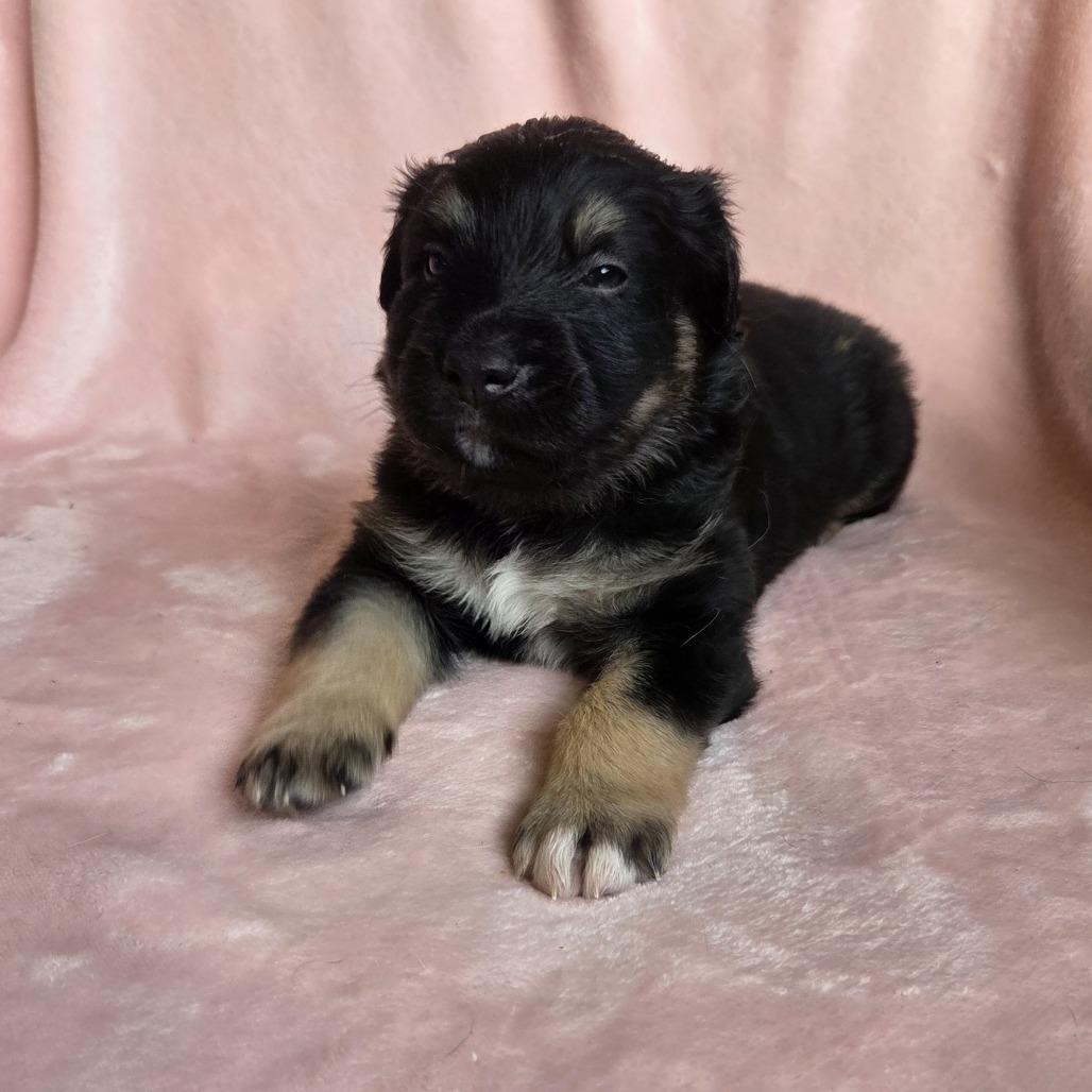 Hyacinth, a Adoptable mixed breed in Taylor, MI image 4/4