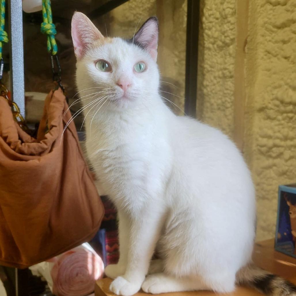 Tinker, Adoptable, Adult Female Domestic Short Hair.