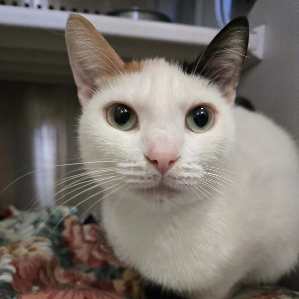Tinker, a Adoptable Domestic Short Hair in Park Falls, WI image 1/2