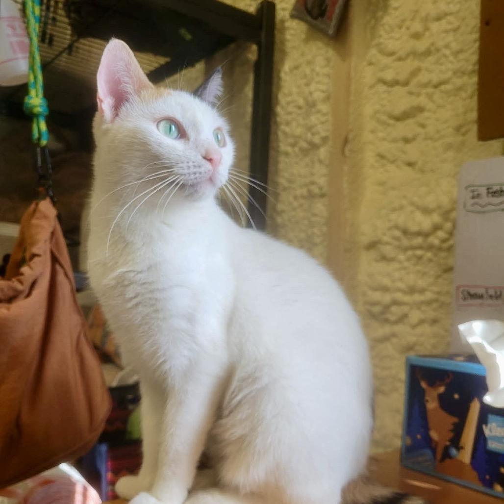 Enlarge Tinker, a Adoptable Domestic Short Hair in Park Falls, WI image 3/4
