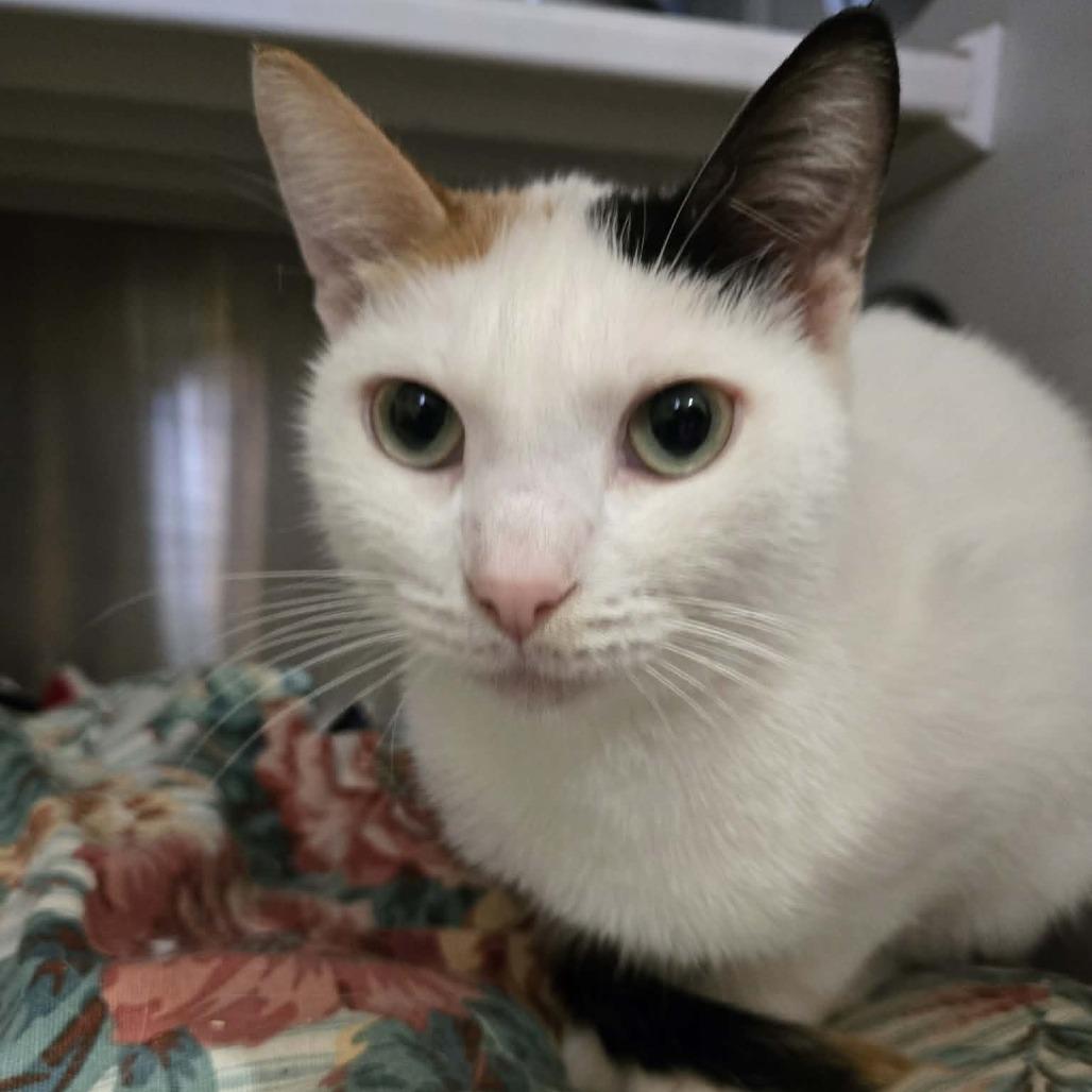 Tinker, a Adoptable Domestic Short Hair in Park Falls, WI image 2/2