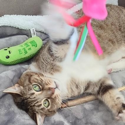 Enlarge Riley, a Adoptable Tabby in Laguna Woods, CA image 3/6