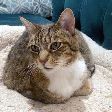 Enlarge Riley, a Adoptable Tabby in Laguna Woods, CA image 4/6