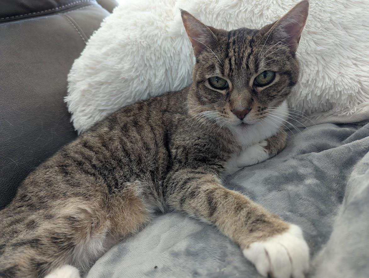 Riley, Adoptable, Senior Female Tabby.