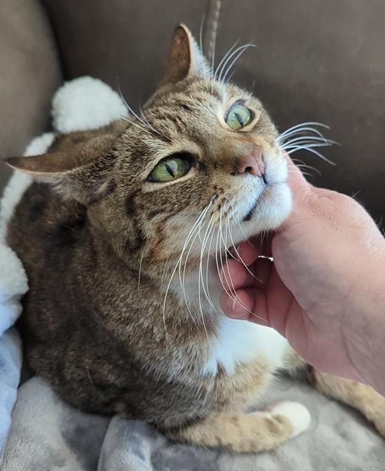 Enlarge Riley, a Adoptable Tabby in Laguna Woods, CA image 2/6