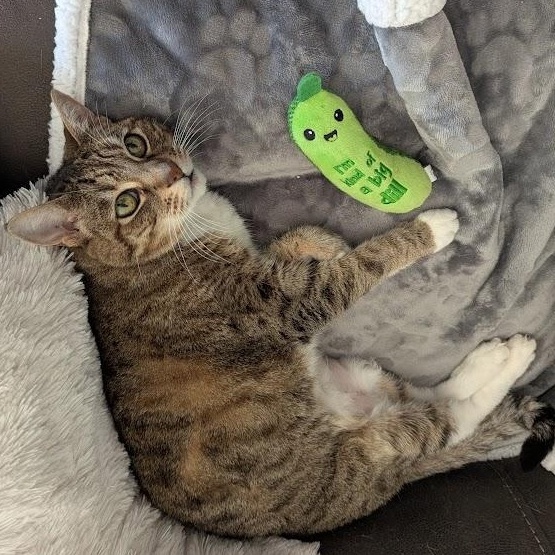 Enlarge Riley, a Adoptable Tabby in Laguna Woods, CA image 6/6