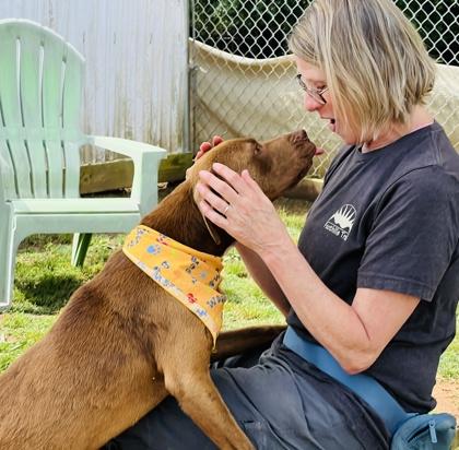 Buster Brown $25 Fostered, a Adoptable mixed breed in Seneca, SC image 2/3