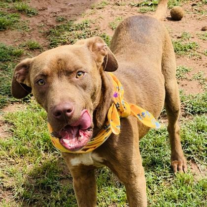 Buster Brown $25 Fostered, a Adoptable mixed breed in Seneca, SC image 3/3