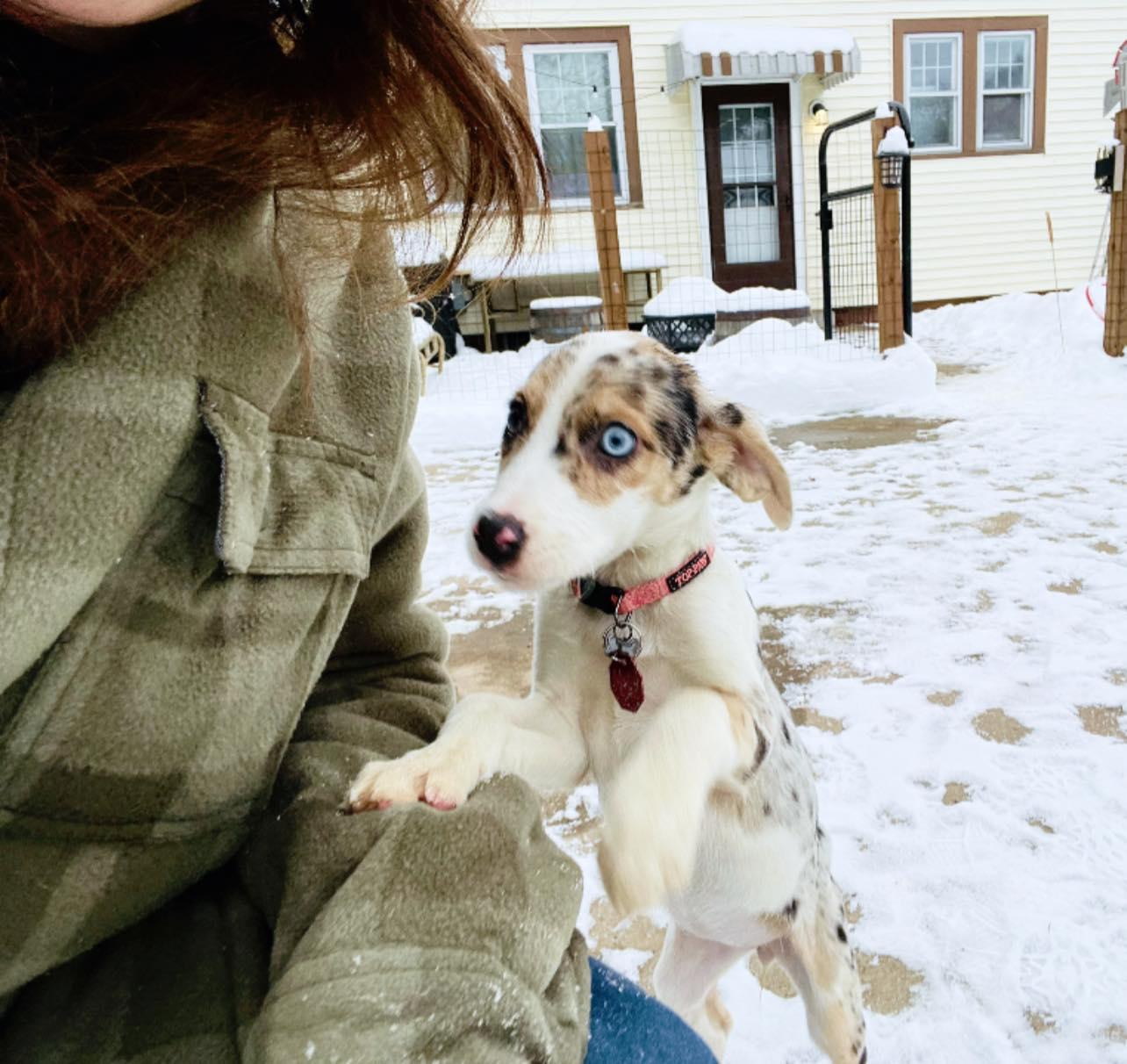 Enlarge Nila, an adopted mixed breed in Clinton, WI image 1/4