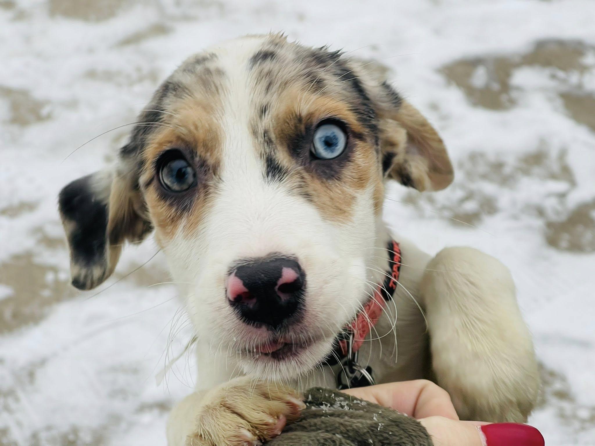 Enlarge Nila, an adopted mixed breed in Clinton, WI image 2/4