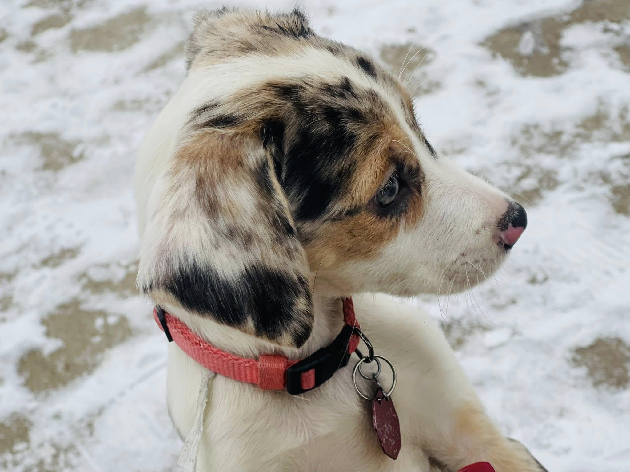 Enlarge Nila, an adopted mixed breed in Clinton, WI image 3/4