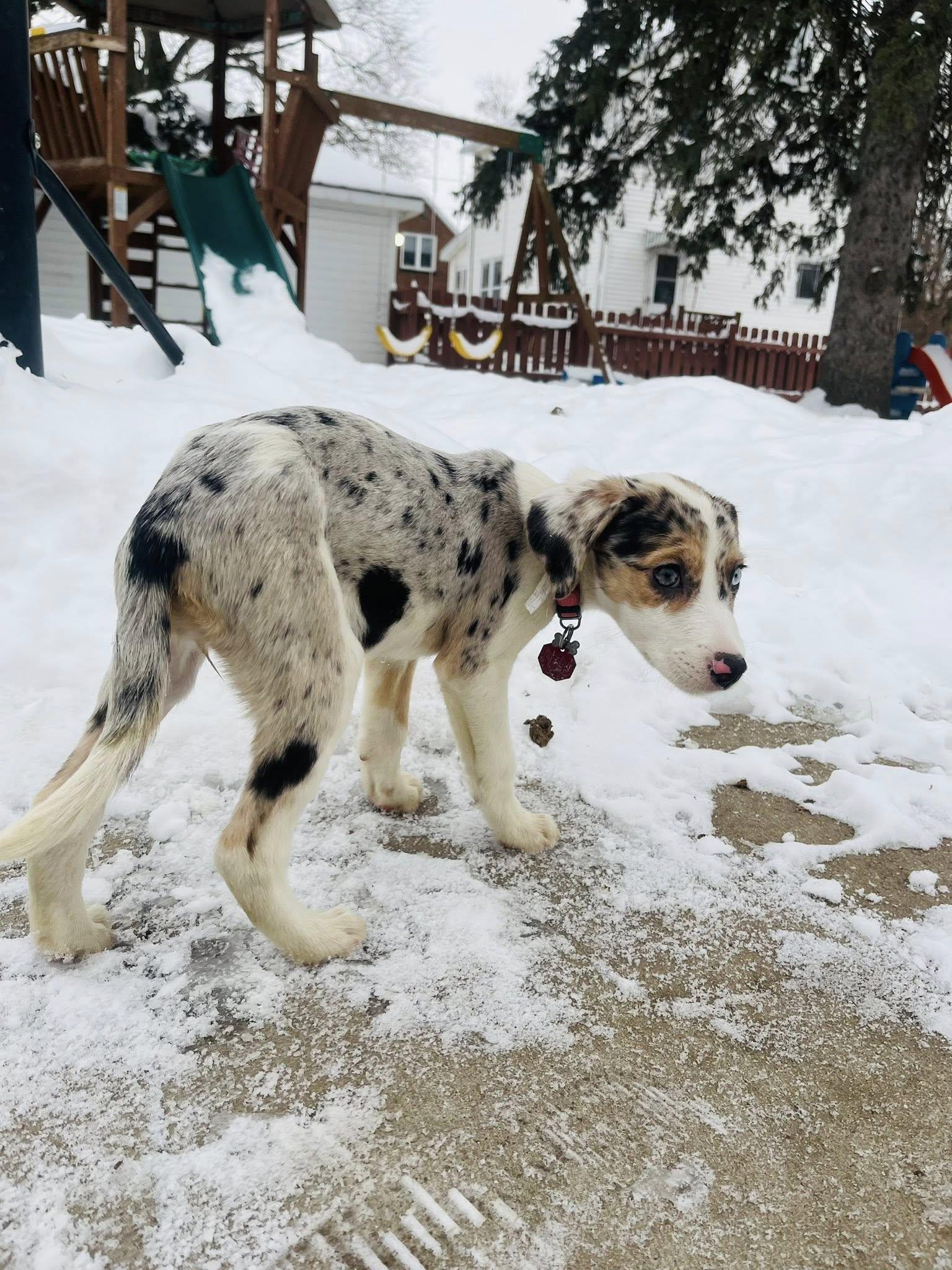 Enlarge Nila, an adopted mixed breed in Clinton, WI image 4/4