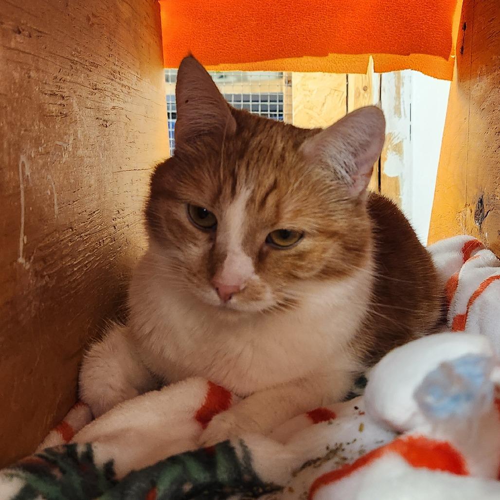 Enlarge Maxine, a Adoptable Domestic Short Hair in Delaware, OH image 1/6