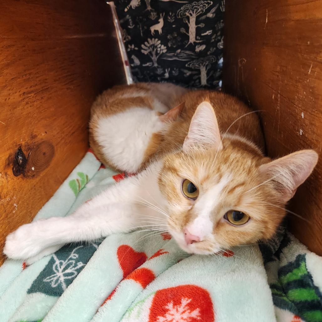Enlarge Maxine, a Adoptable Domestic Short Hair in Delaware, OH image 3/6
