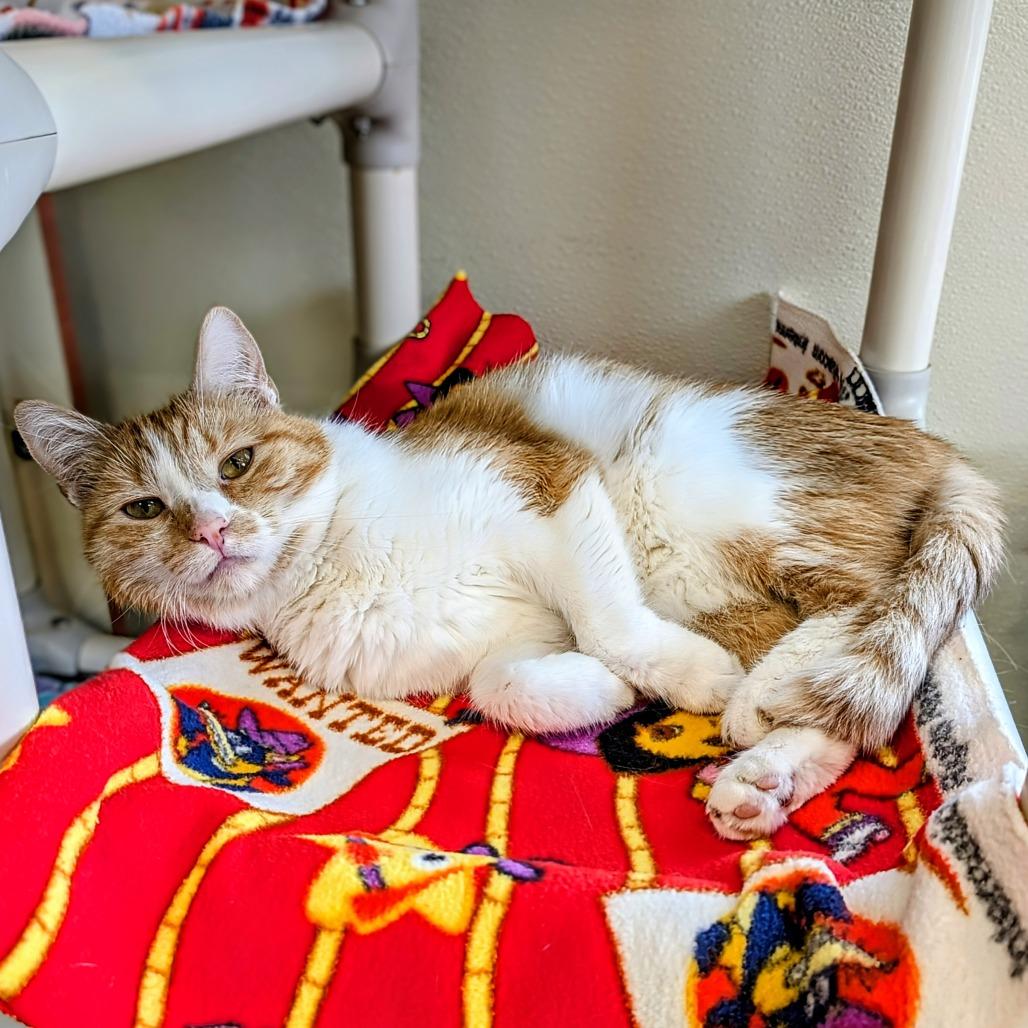 Enlarge Maxine, a Adoptable Domestic Short Hair in Delaware, OH image 4/6