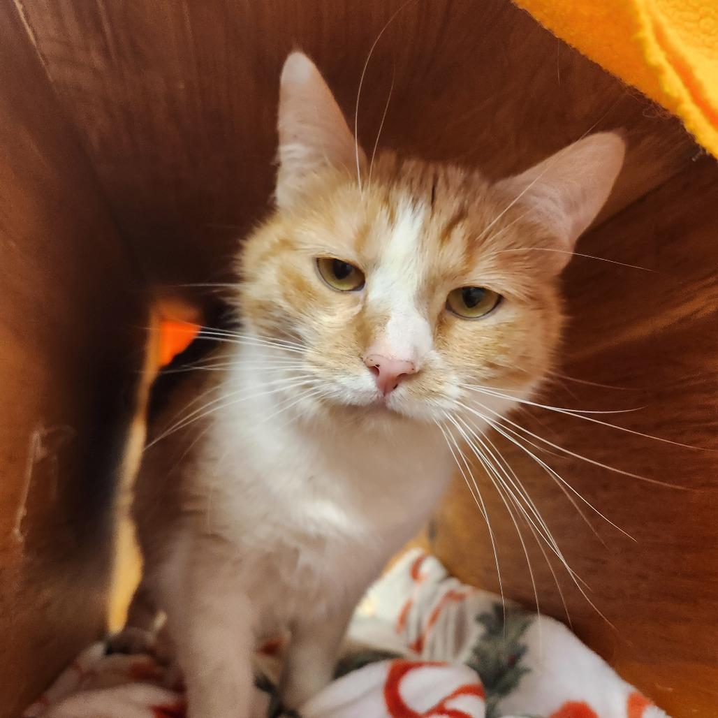 Enlarge Maxine, a Adoptable Domestic Short Hair in Delaware, OH image 4/6