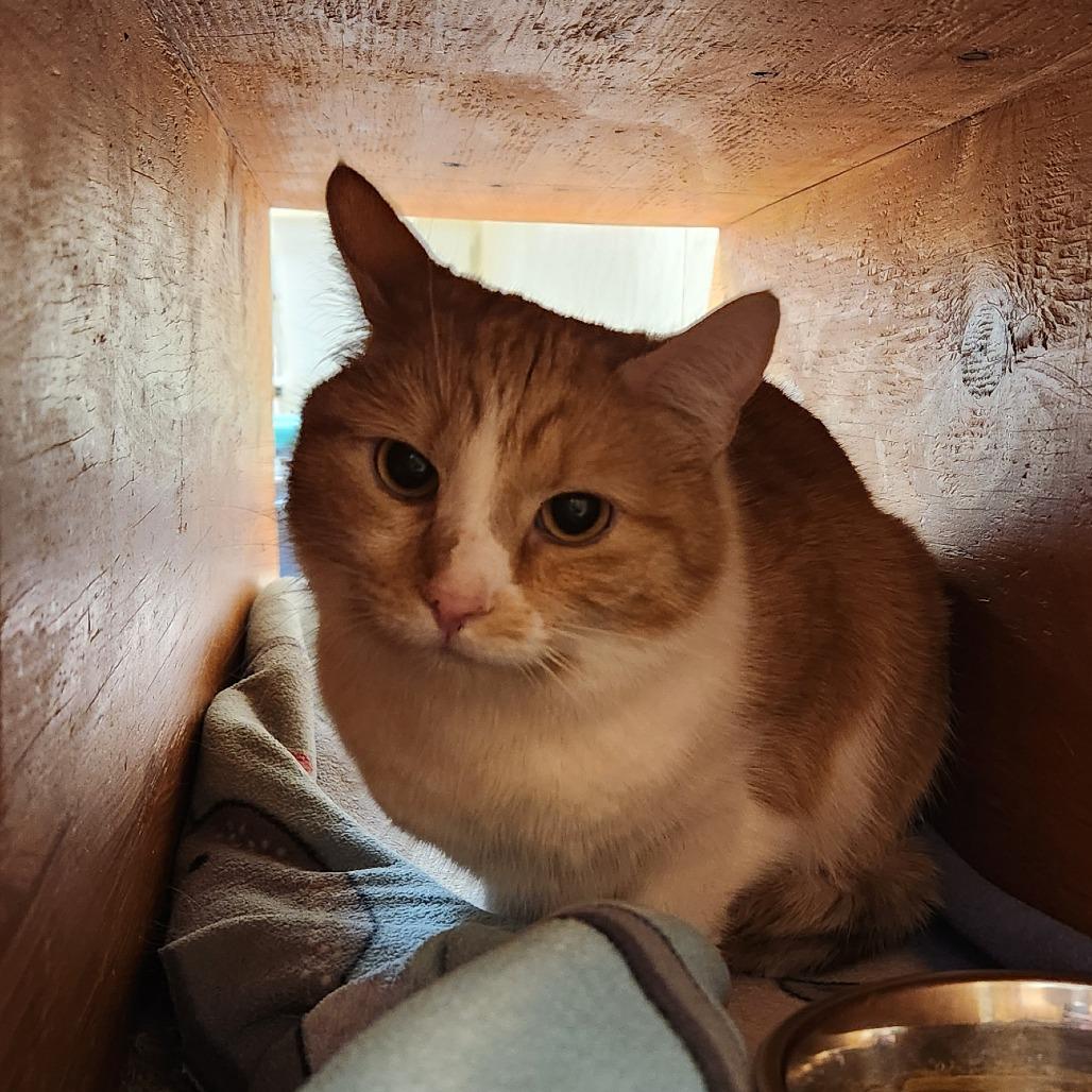 Enlarge Maxine, a Adoptable Domestic Short Hair in Delaware, OH image 5/6