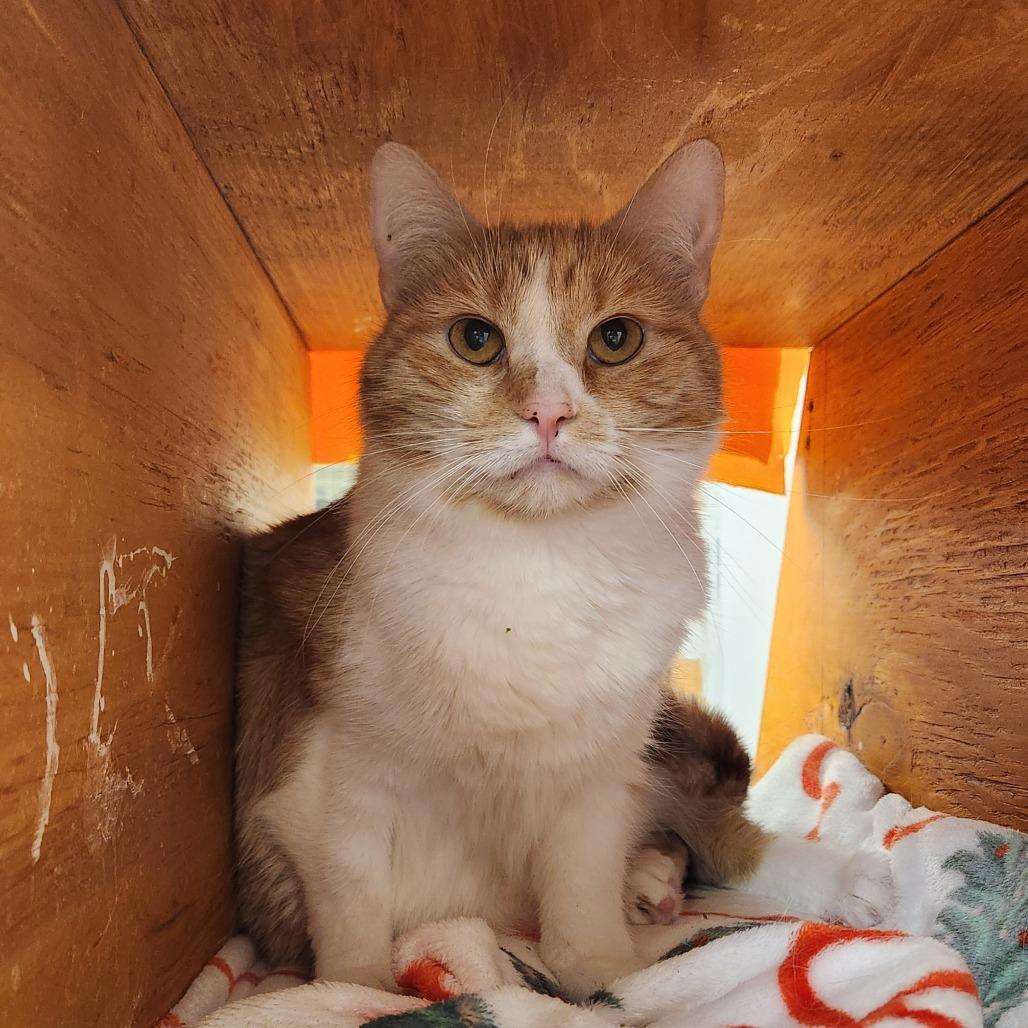 Enlarge Maxine, a Adoptable Domestic Short Hair in Delaware, OH image 6/6