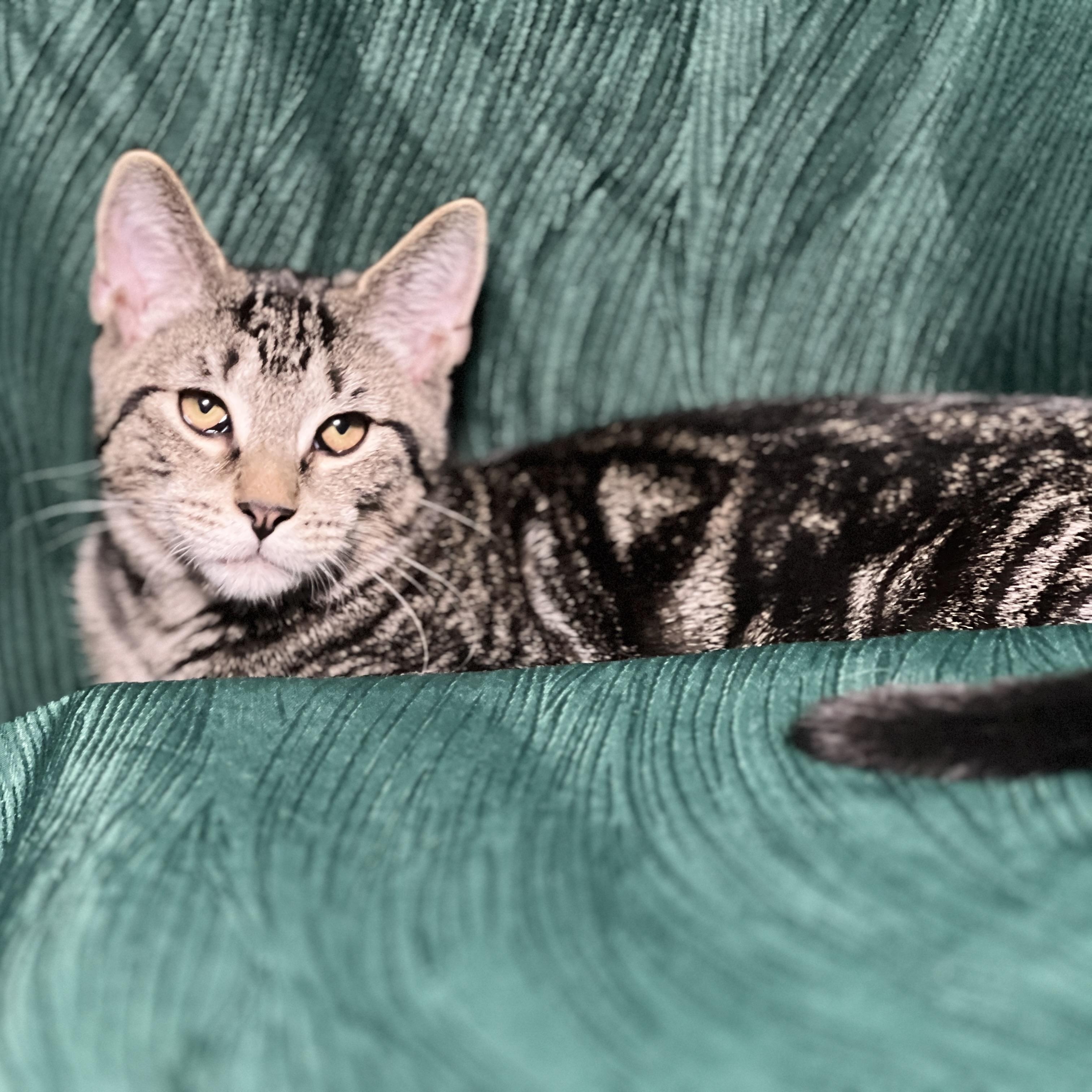 Koala, Adoptable, Young Male Domestic Short Hair.