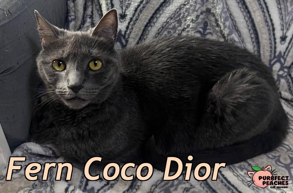 Enlarge Fern Coco Dior, a Adoptable mixed breed in Douglasville, GA image 1/4