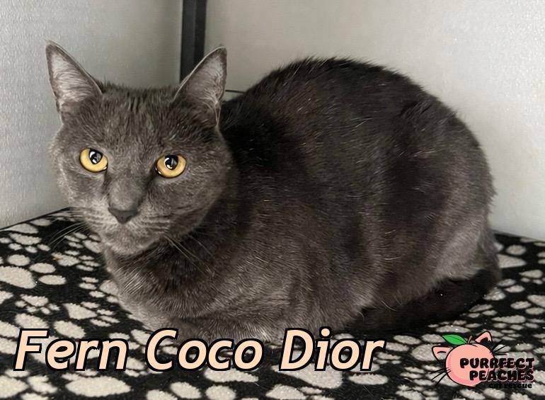 Enlarge Fern Coco Dior, a Adoptable mixed breed in Douglasville, GA image 1/3