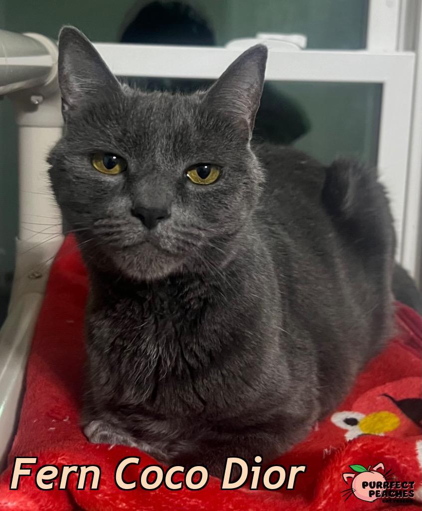 Enlarge Fern Coco Dior, a Adoptable mixed breed in Douglasville, GA image 3/3