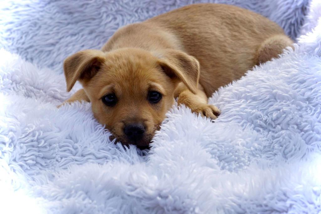 Conor, Adoptable, Adult Male Mixed Breed.